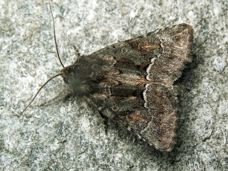 Thalpophila matura (Hufnagel, 1766)